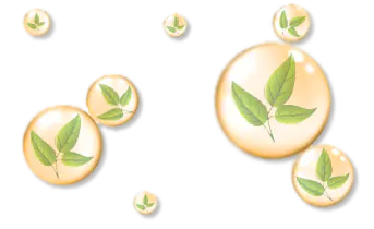 Извличане на коноп при ниска температура и налягане! растение коноп с капка коноп падаща от едно от листенцата му